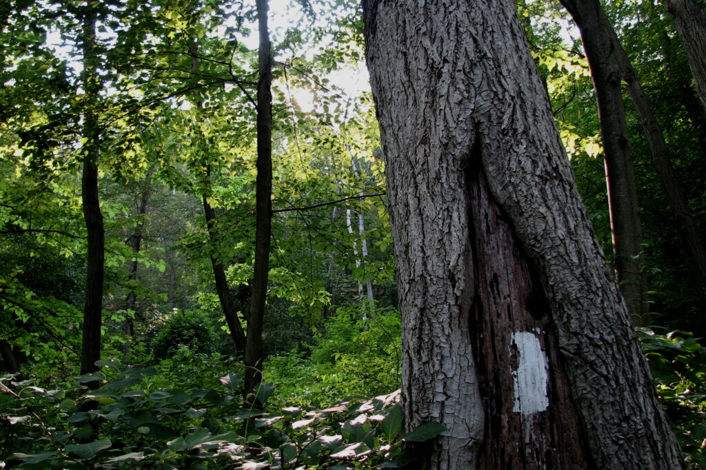 Appalachian Trail Thru-Hiker