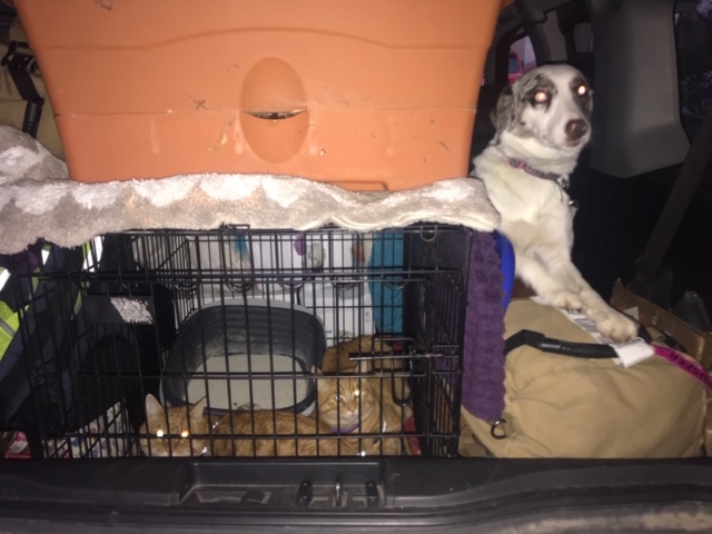 Moving cross country packed car with the pets