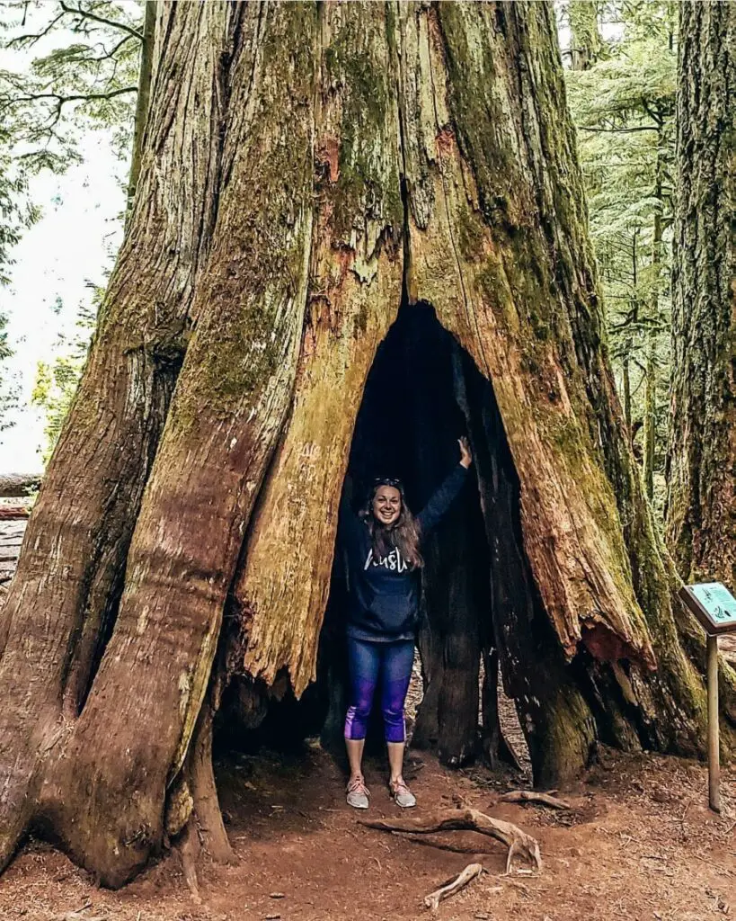 Daniella standing in a tree in Cathedral Grove