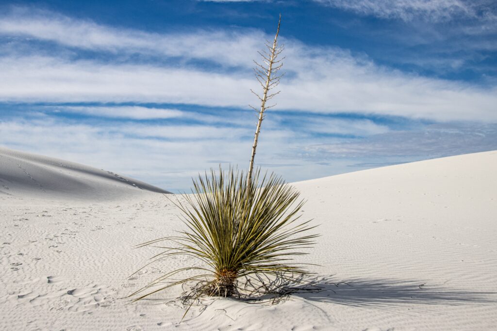 Denver to white sands new mexico road trip featured image of a plant in the sand with sky above it