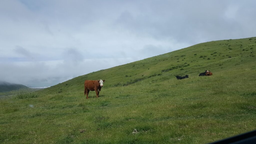 Lost coast cows