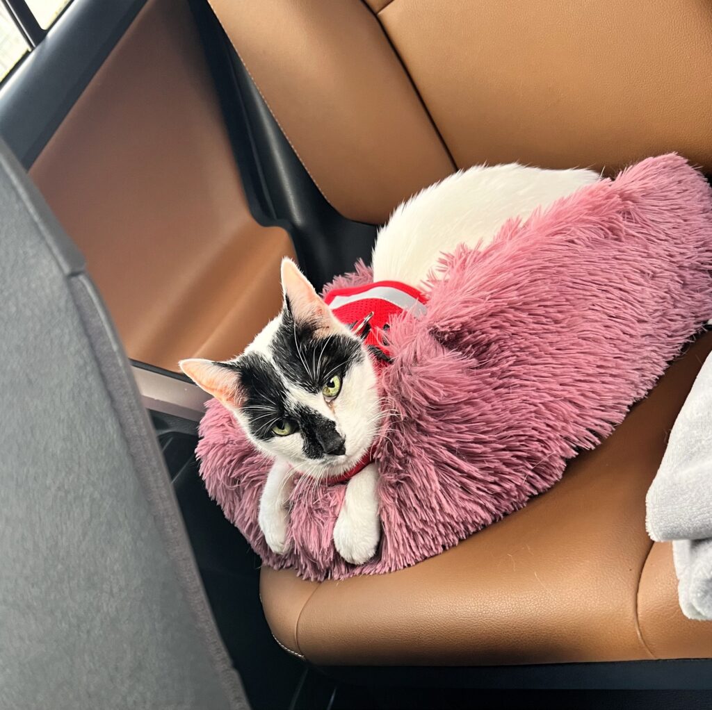 Black and white cat on a pink cat bed in the back seat of a car.