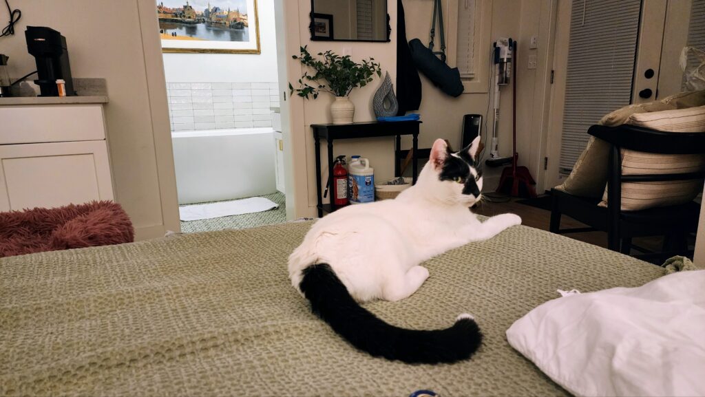 A black-and-white cat lying on a green bedspread with its long tail curled behind it, in a cozy room with a bathroom, houseplant, and framed art in the background.