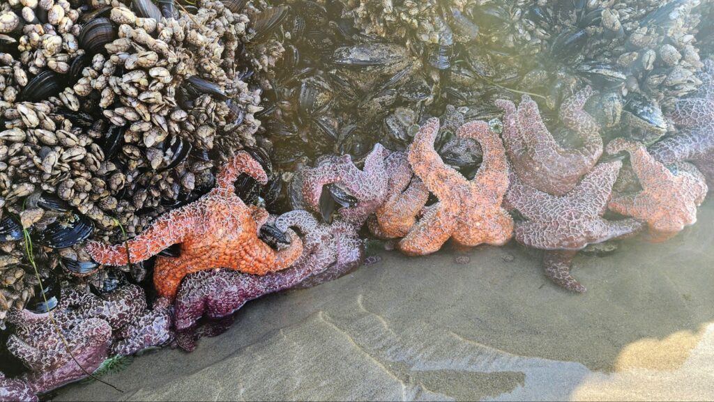 A cluster of orange and purple ochre sea stars packed together at the waterline beside mussels and gooseneck barnacles, exposed at low tide on wet sand.